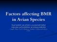 Factors affecting BMR in Avian Species PowerPoint PPT Presentation