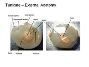 Tunicate 