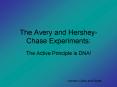The Avery and Hershey-Chase Experiments: PowerPoint PPT Presentation