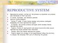 REPRODUCTIVE SYSTEM PowerPoint PPT Presentation