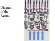 Diagram of the Retina
