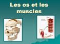 Les os et les muscles PowerPoint PPT Presentation