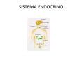 SISTEMA ENDOCRINO PowerPoint PPT Presentation