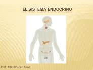 El Sistema Endocrino