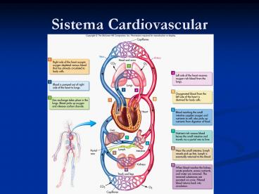 Sistema Cardiovascular