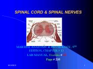 SPINAL CORD