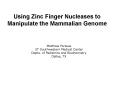 Using Zinc Finger Nucleases to Manipulate the Mammalian Genome PowerPoint PPT Presentation