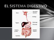 EL SISTEMA DIGESTIVO