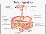 Tubo digestivo