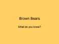 Brown Bears PowerPoint PPT Presentation