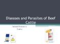 Diseases and Parasites of Beef Cattle PowerPoint PPT Presentation