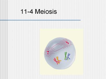 11-4 Meiosis