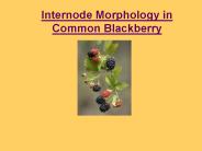Internode Morphology in Common Blackberry