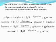 METABOLISMO DE CARBOHIDRATOS (DIGESTION)