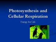 Photosynthesis and Cellular Respiration