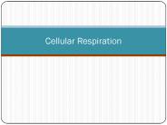 Cellular Respiration