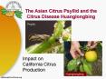 The Asian Citrus Psyllid and the Citrus Disease Huanglongbing PowerPoint PPT Presentation