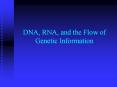 DNA, RNA, and the Flow of Genetic Information PowerPoint PPT Presentation