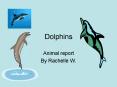 Dolphins PowerPoint PPT Presentation