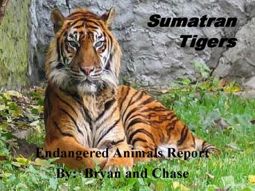 Endangered Animals Report