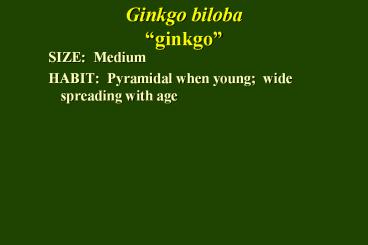 Ginkgo biloba 