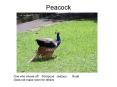 Peacock PowerPoint PPT Presentation