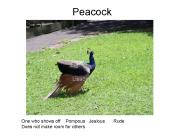 Peacock
