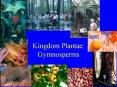 Kingdom Plantae: Gymnosperms PowerPoint PPT Presentation
