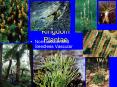 Kingdom Plantae PowerPoint PPT Presentation