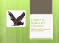 5 Signs You Have a Bat Infestation - Call YES today for help with your bat problems PowerPoint PPT Presentation