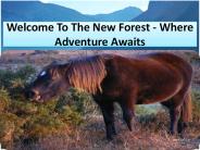 Welcome To The New Forest - Where Adventure