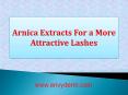 Arnica Extracts For a More Attractive Lashes PowerPoint PPT Presentation