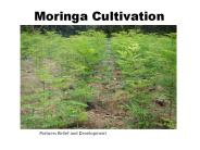 Moringa%20Cultivation