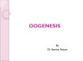 OOGENESIS PowerPoint PPT Presentation