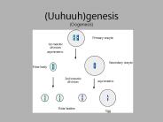 (Uuhuuh)genesis (Oogenesis)
