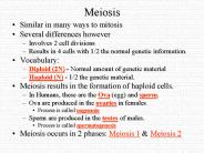 Meiosis