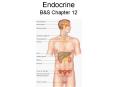 Endocrine PowerPoint PPT Presentation
