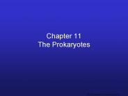 Chapter 11 The Prokaryotes