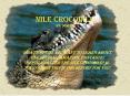 Nile Crocodile by: Dominic PowerPoint PPT Presentation