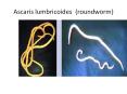 Ascaris lumbricoides (roundworm) PowerPoint PPT Presentation