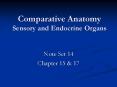 Comparative Anatomy Sensory and Endocrine Organs PowerPoint PPT Presentation