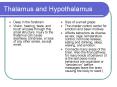 Thalamus and Hypothalamus PowerPoint PPT Presentation
