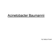 Acinetobacter Baumannii