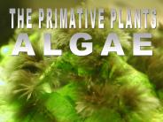 THE PRIMATIVE PLANTS