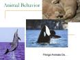 Animal Behavior PowerPoint PPT Presentation