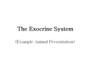 The Exocrine System