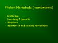 Phylum Nematoda (roundworms) PowerPoint PPT Presentation