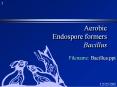 Aerobic Endospore formers Bacillus PowerPoint PPT Presentation