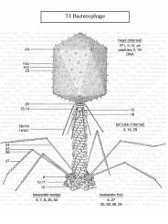 T4 Bacteriophage