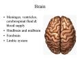 Brain PowerPoint PPT Presentation